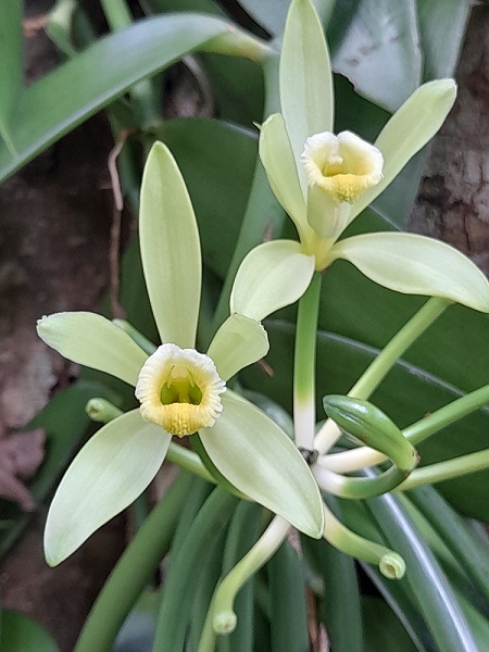 Vanilla Planifolia